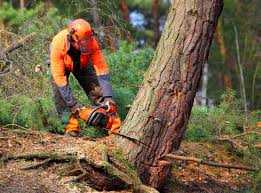 Reliable Halifax, VA  Tree Services Solutions